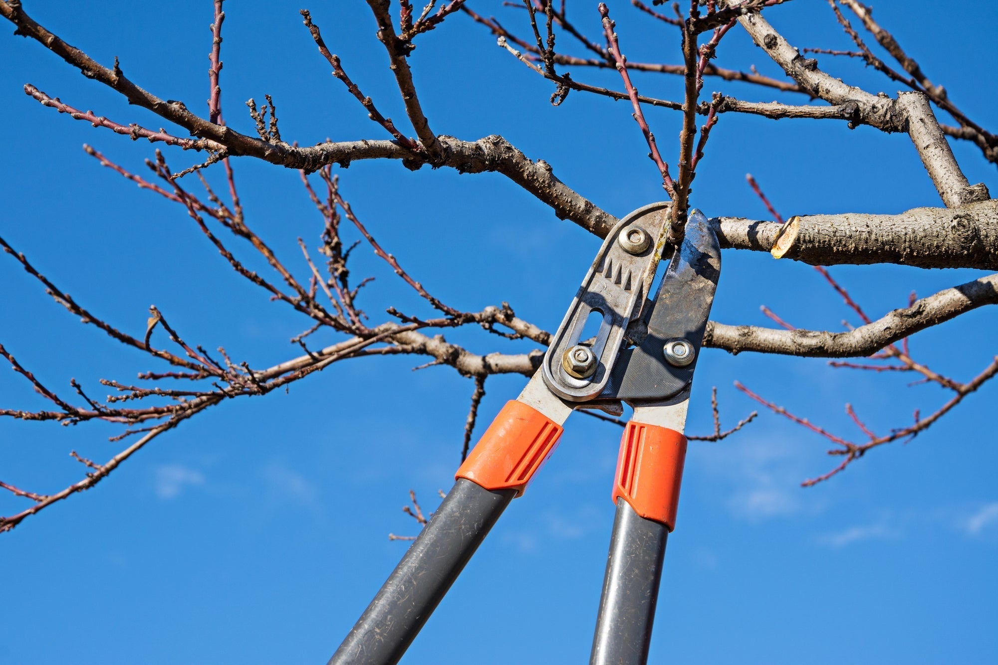 Winterschnitt: Wie und wann du im Dezember und am Ende des Winters schneidest, welche Pflanzen zurückgeschnitten werden und Tipps für eine starke Blüte