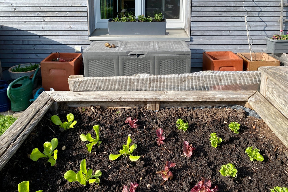 Hochbeet bepflanzen: Dein kompletter Jahresplan für frische Ernte und gesunde Pflanzen